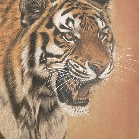虎の色鉛筆画　叫び