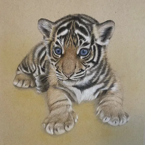 虎の色鉛筆画　小さな英雄