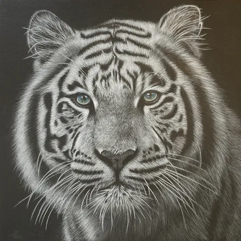 虎の色鉛筆画　希望