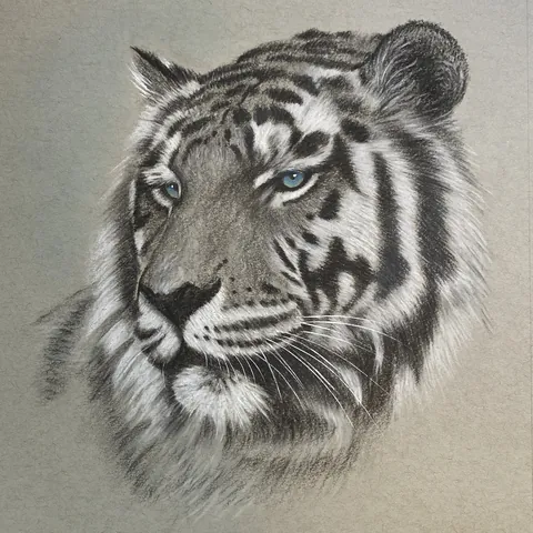 虎の色鉛筆画　気高く