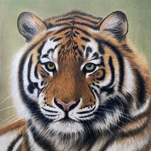 虎の色鉛筆画　無題11