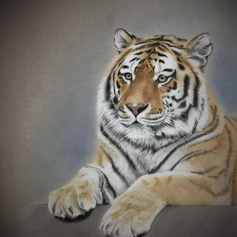 虎の色鉛筆画　無題４