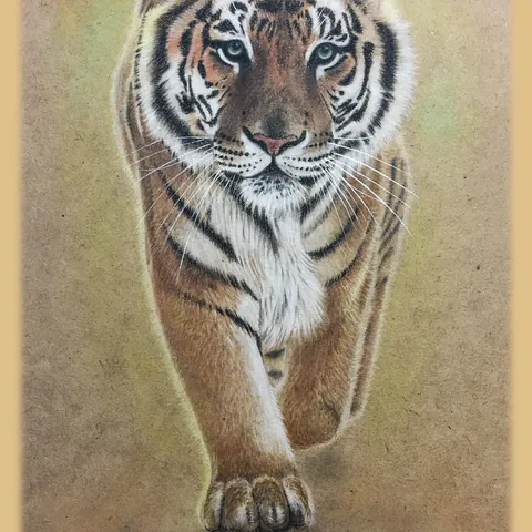 虎の色鉛筆画　無題５
