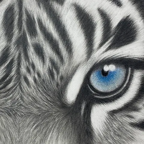 虎の色鉛筆画　無題８