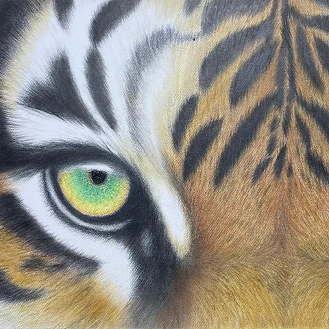 虎の色鉛筆画　無題９
