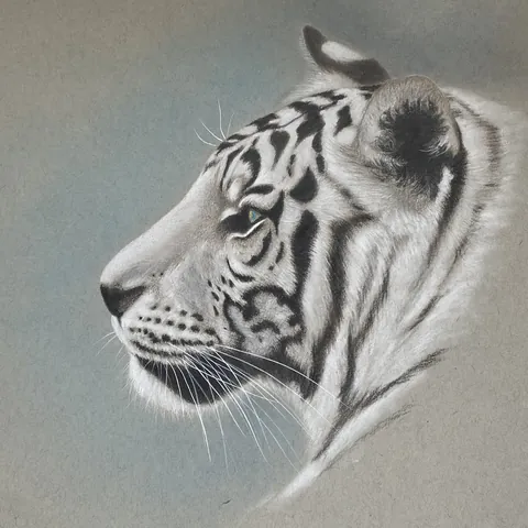 虎の色鉛筆画　祈り