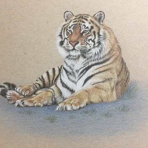虎の色鉛筆画　静けさの中で