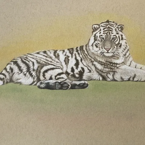 虎の色鉛筆画　風の香り