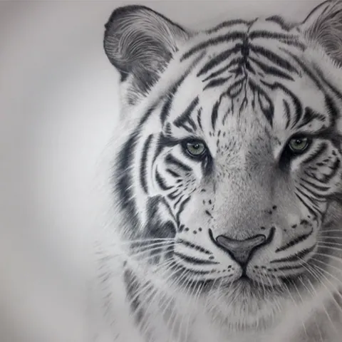 虎の色鉛筆画　モノクロ虎